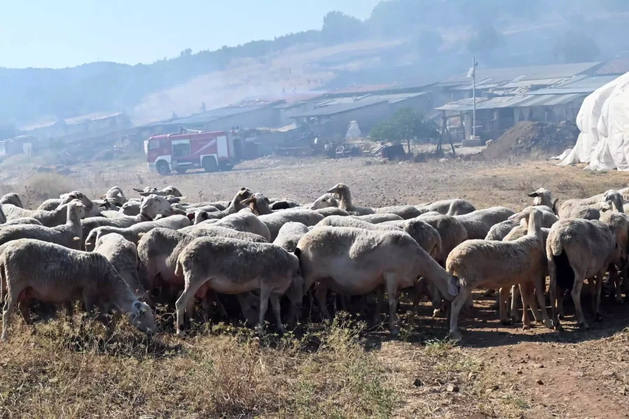 Πανώλη σε αιγοπρόβατα: Ο ιός δεν επηρεάζει τον άνθρωπο, λέει ο καθηγητής Σπύρος Κρήτας