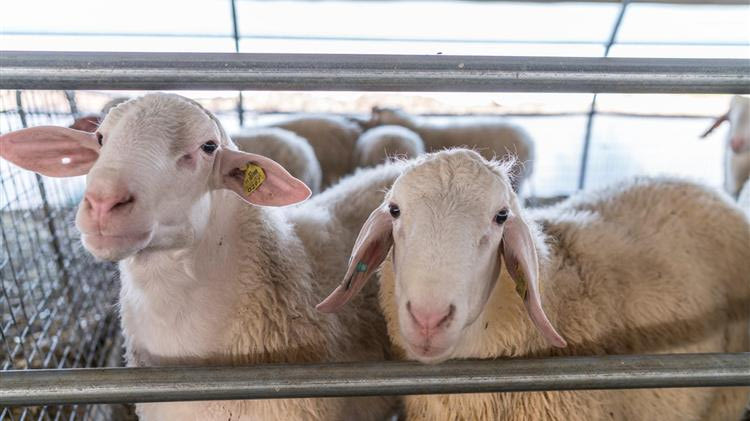 Σε 22 ανέρχονται τα κρούσματα πανώλης σε όλη τη χώρα