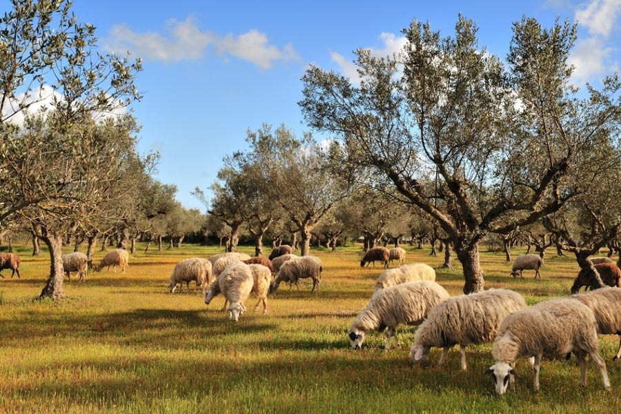 Πανώλη των αιγοπροβάτων: Εντοπίστηκε το πρώτο κρούσμα στην Αττική