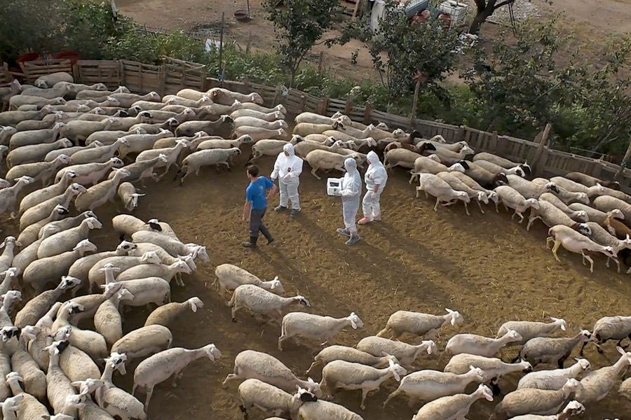 Τι κι αν τα σφαγεία είναι κλειστά: δύο Ηρακλειώτες συνελήφθησαν την ώρα που έσφαζαν μόνοι τους τα ζώα σε αποθήκη!