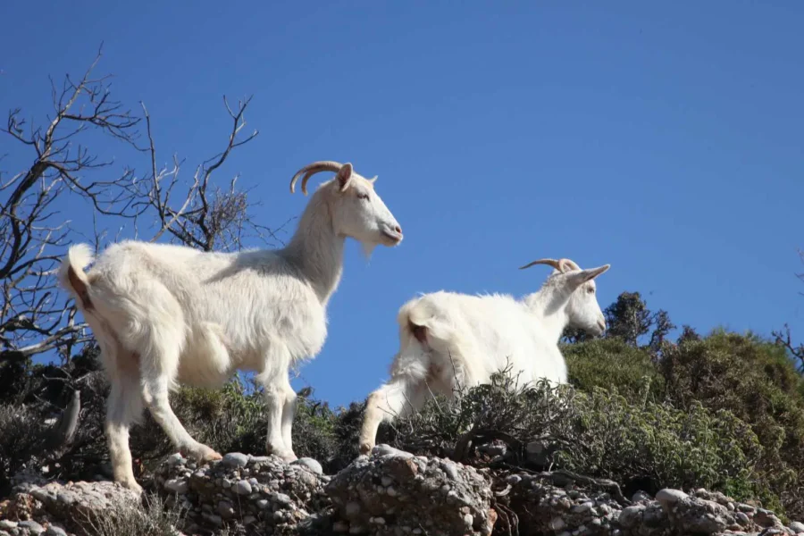 Νέα μεγάλη κτηνιατρική επιχείρηση για την πανώλη: Αυτή τη φορά στη Δυτική Ελλάδα