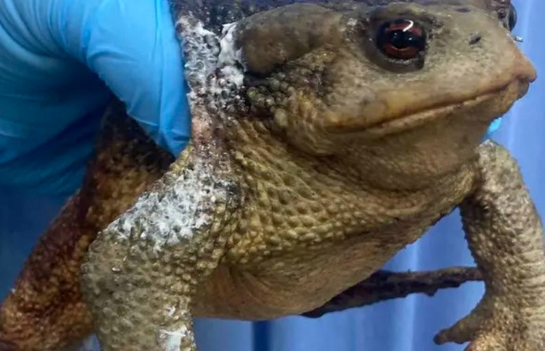 Ένας βάτραχος bufo bufo επιβίωσε με εγκαύματα από τη φωτιά στη νότια Εύβοια