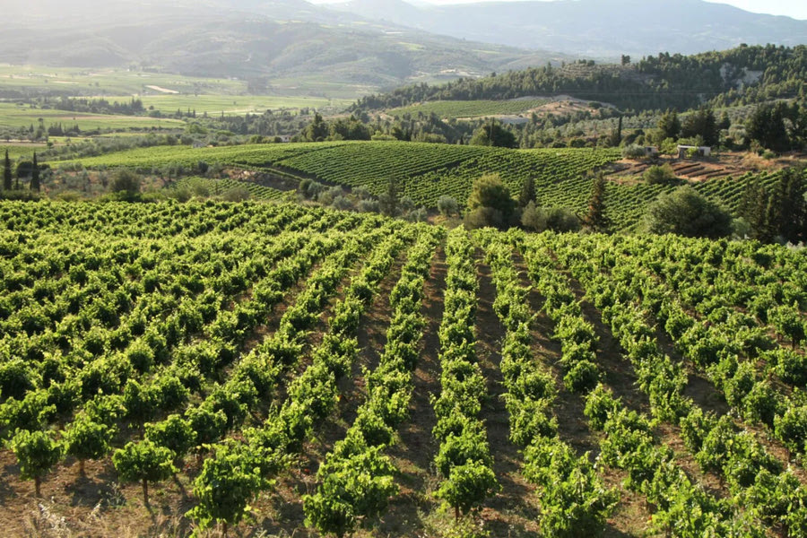 Αμπέλι: Ξεκίνησε η ηλεκτρονική υποβολή δήλωσης συγκομιδής για το 2024