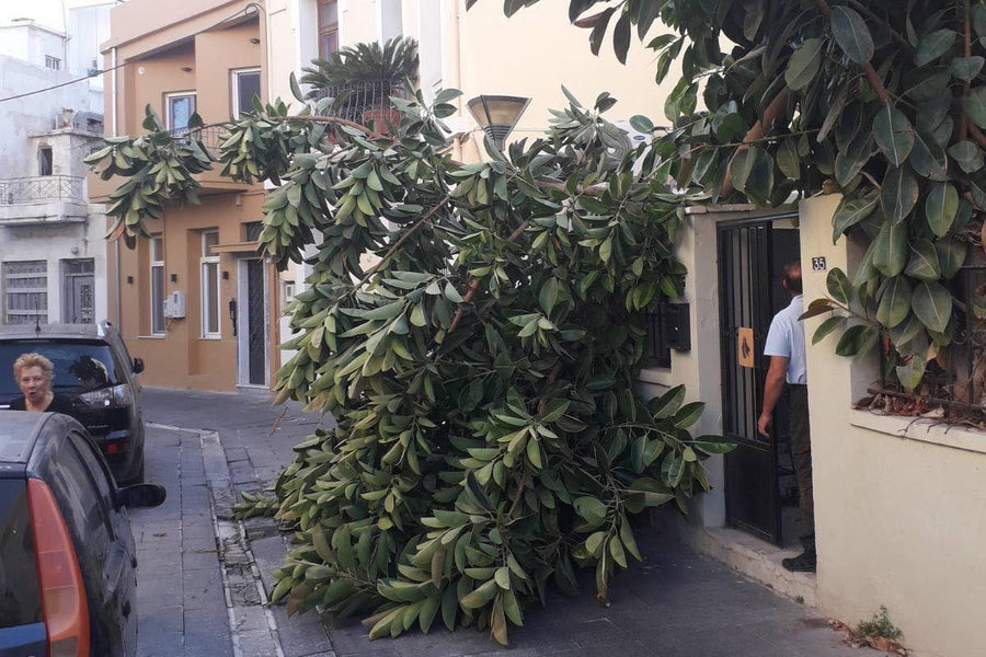 Ηράκλειο: Πτώση δέντρου σε ιδιωτικό οικόπεδο χωρίς δυσάρεστες συνέπειες