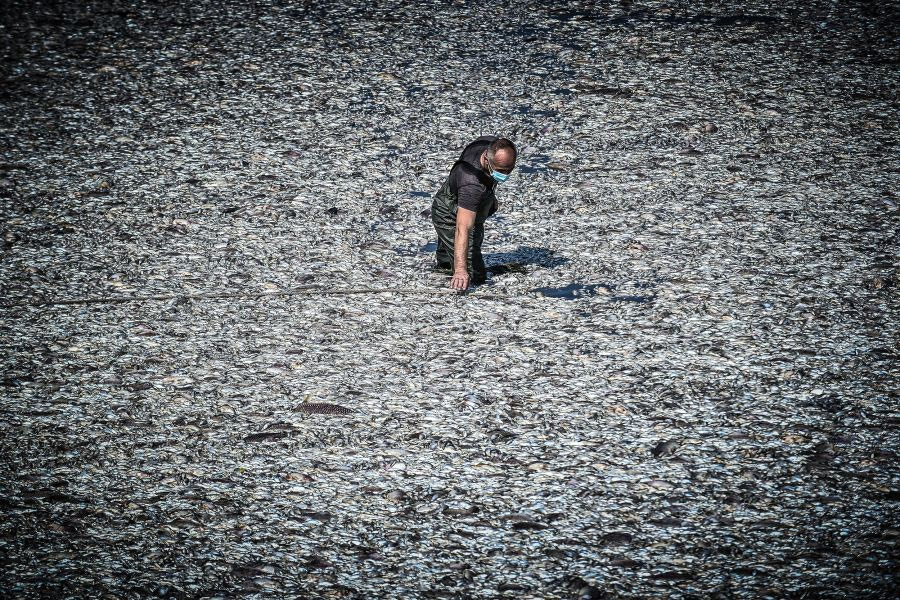 Μαγνησία: Μαζεύουν 100 τόνους νεκρά ψάρια την ημέρα