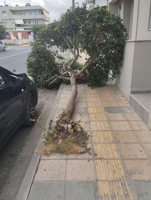 Ηράκλειο: Νέα πτώση δέντρου σε κεντρικό δρόμο