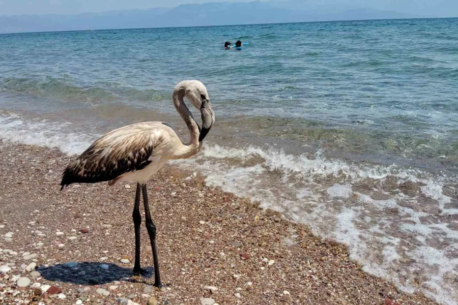 Έκκληση της ΑΝΙΜΑ για τα νεαρά φλαμίνγκο που χάνουν το σμήνος τους τις τελευταίες ημέρες