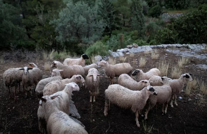 Πανώλη των αιγοπροβάτων: Μερική άρση της απαγόρευσης μετακίνησης ζώων για σφαγή