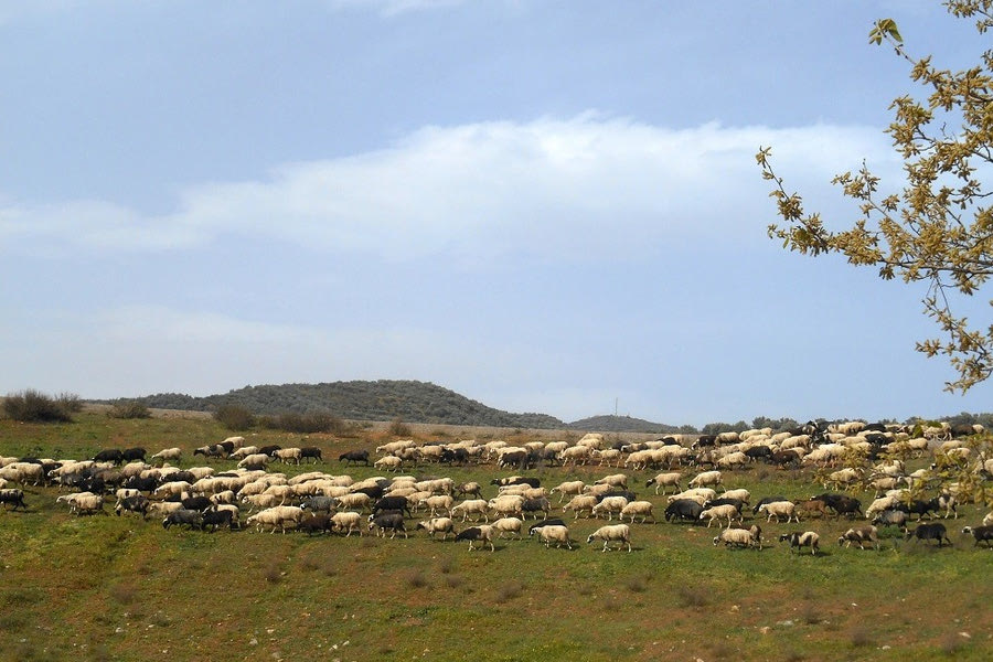 Ο Δήμος Οροπεδίου Λασιθίου σε επαγρύπνηση: Όσα πρέπει να γνωρίζουμε για την πανώλη των αιγοπροβάτων