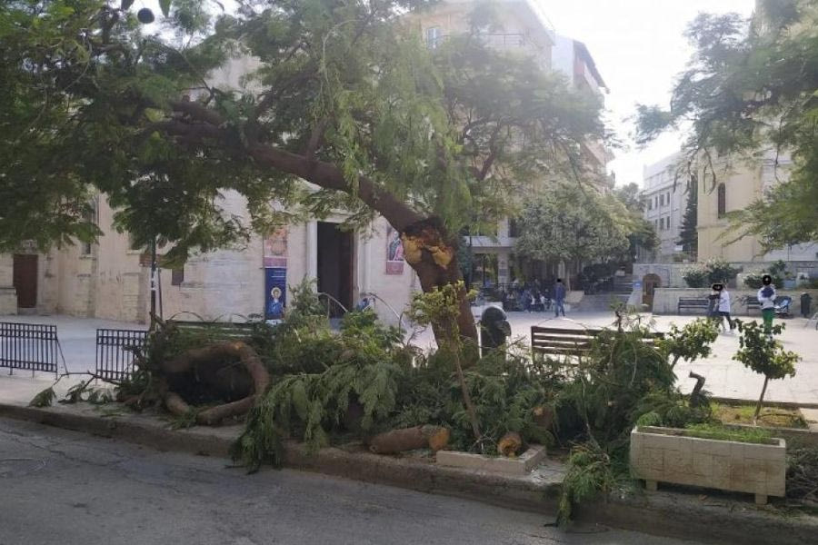 Ακόμα μια πτώση δέντρου στο Ηράκλειο: Τι απαντά ο Δήμος