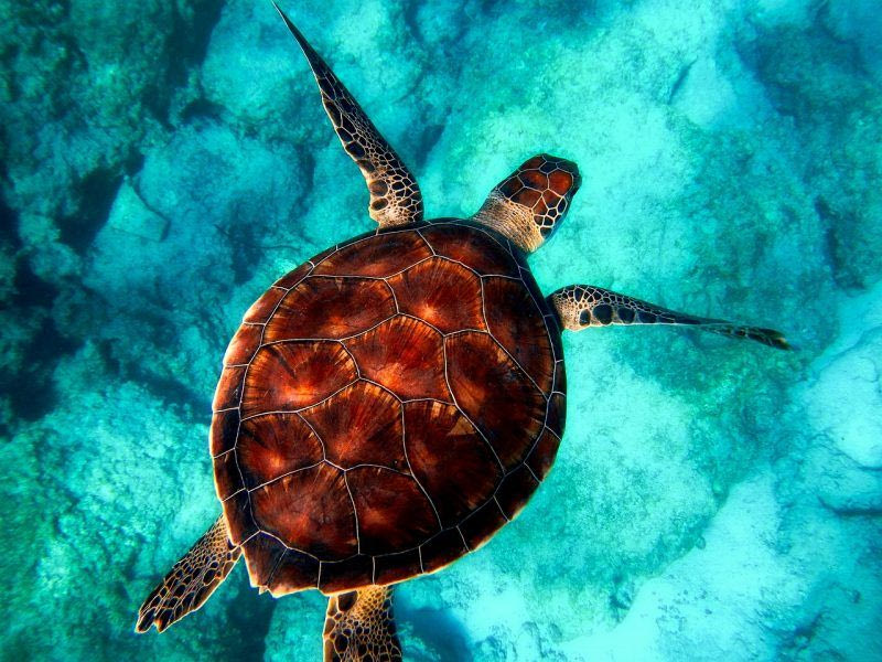 Μωρό caretta caretta στην παραλία: τι πρέπει να κάνουμε