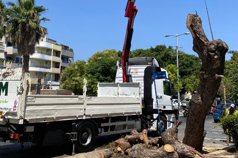 Αντιδράσεις για την κοπή του πεύκου στη Λ. Δημοκρατίας