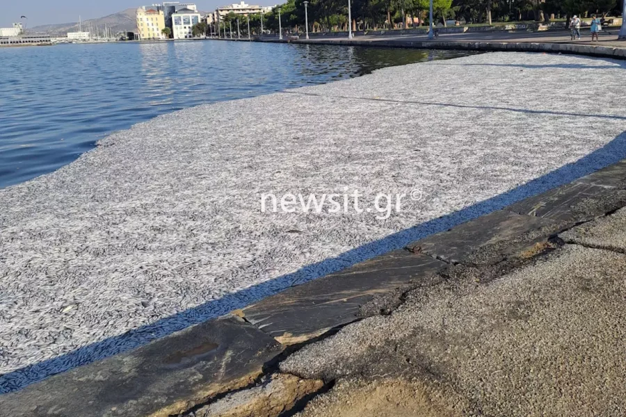 Απόκοσμες εικόνες από τα νεκρά ψάρια στην παραλία του Βόλου (βίντεο)