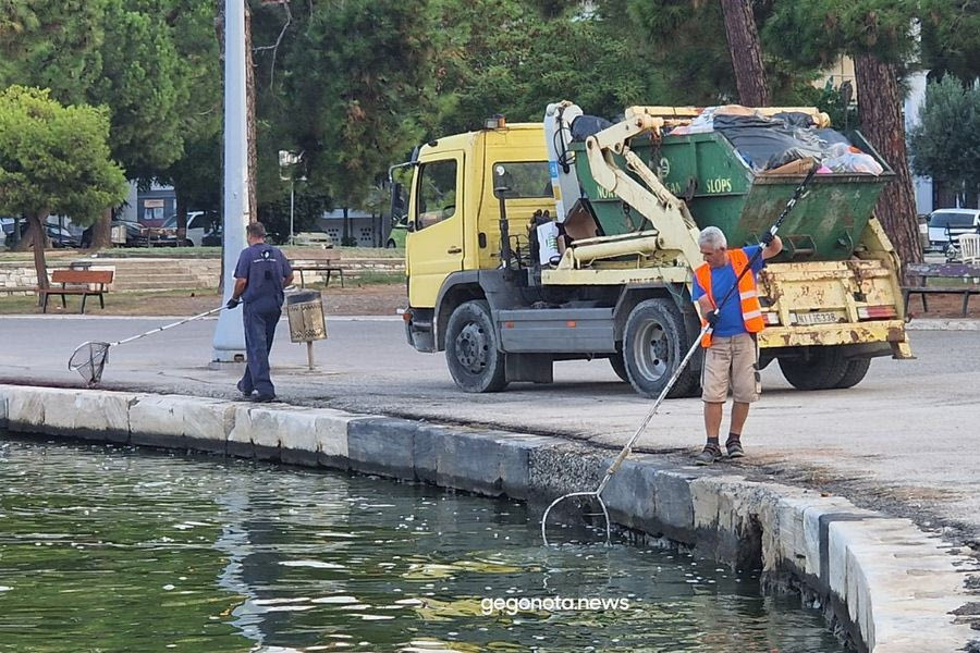 Βόλος: Με απόχες μαζεύουν τα νεκρά ψάρια από το λιμάνι – Θλιβερές εικόνες