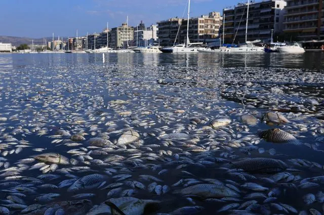 Mαγνησία: Υποστολή της Γαλάζιας Σημαίας για 6 παραλίες λόγω των νεκρών ψαριών