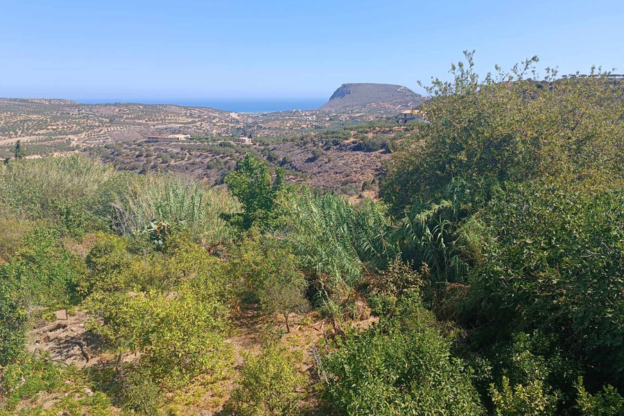 Πότε θα καθαρίσουν οι αρμόδιοι τις καλαμιές του Βοριτσίου;