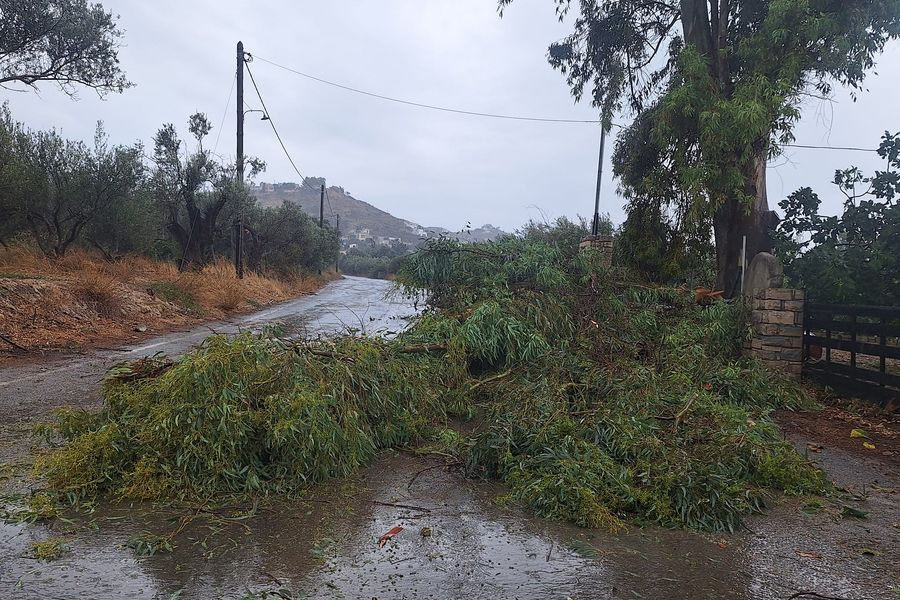 Η βροχή έφερε πτώσεις δέντρων στη Μεσαρά, απομακρύνθηκαν από την Πυροσβεστική