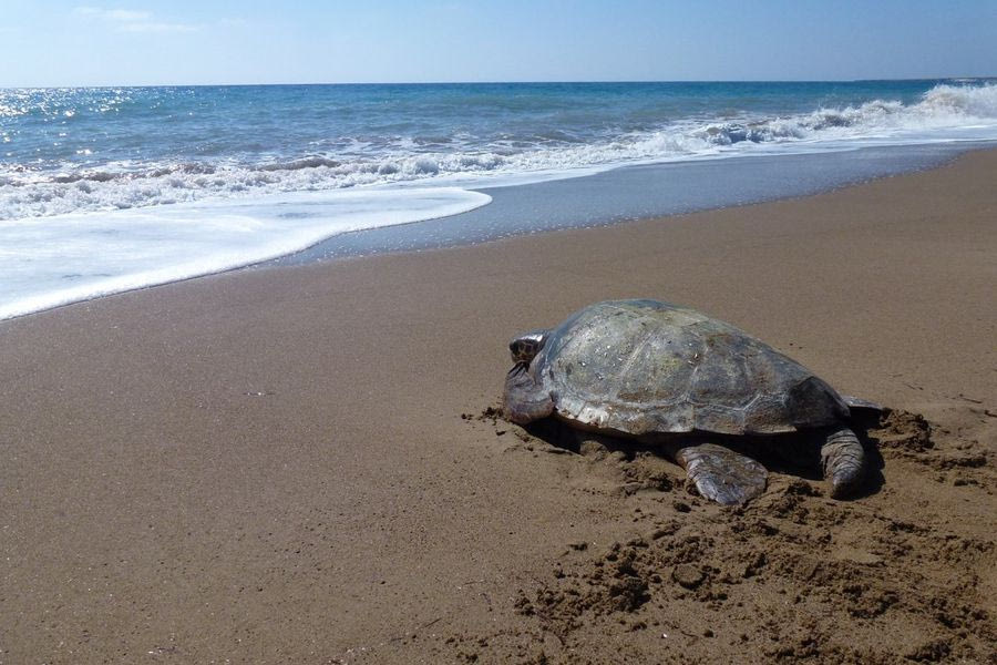 Η Caretta caretta δεν κινδυνεύει πλέον με εξαφάνιση