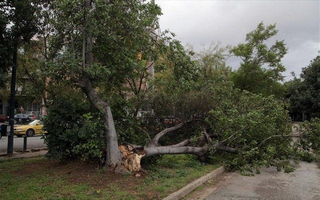 Απομάκρυνση δένδρων: Απορρίφθηκε και η νέα αίτηση ασφαλιστικών μέτρων