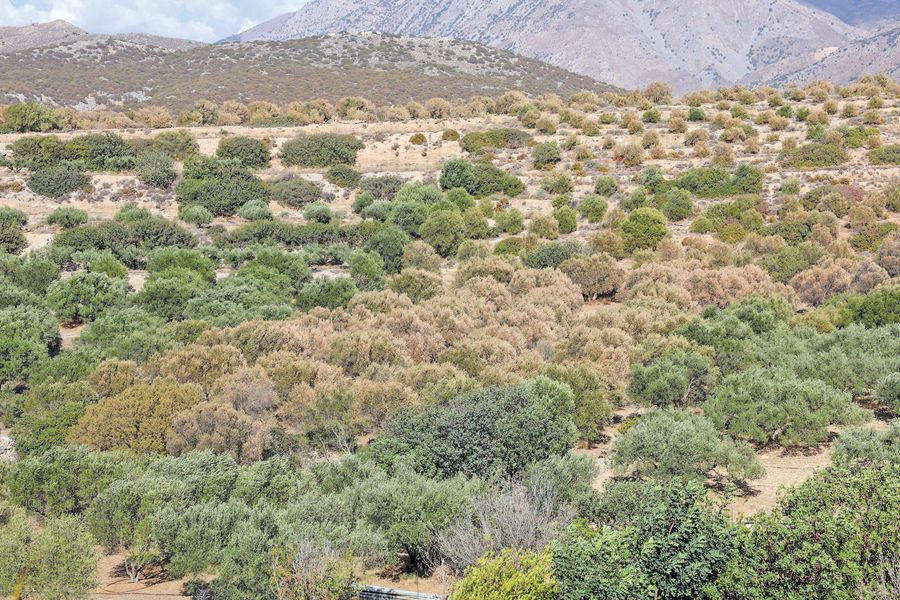 Μάχη επιβίωσης για τις ελιές στην Κρήτη