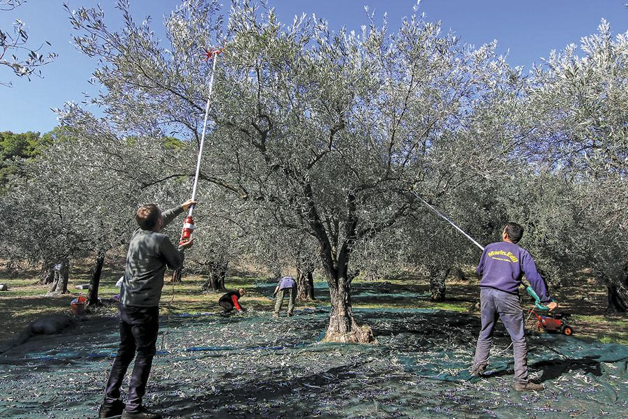 Λείπουν 20.000 εργάτες από την Κρητική ύπαιθρο