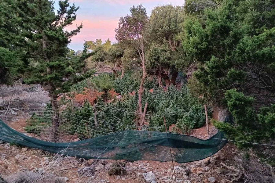 Το βίντεο με το… δάσος από δενδρύλλια κάνναβης στο Ηράκλειο – αναζητούνται οι δράστες