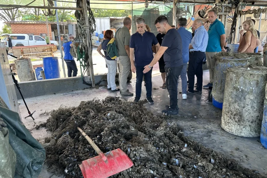 Θεσσαλονίκη: Ολοκληρωτική καταστροφή στις μυδοκαλλιέργειες του Θερμαϊκού Κόλπου