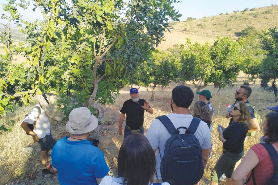 Κώστας Καράτζης, ο αγρότης που γέμισε  χαρουπιές το ορεινό Μονοφάτσι