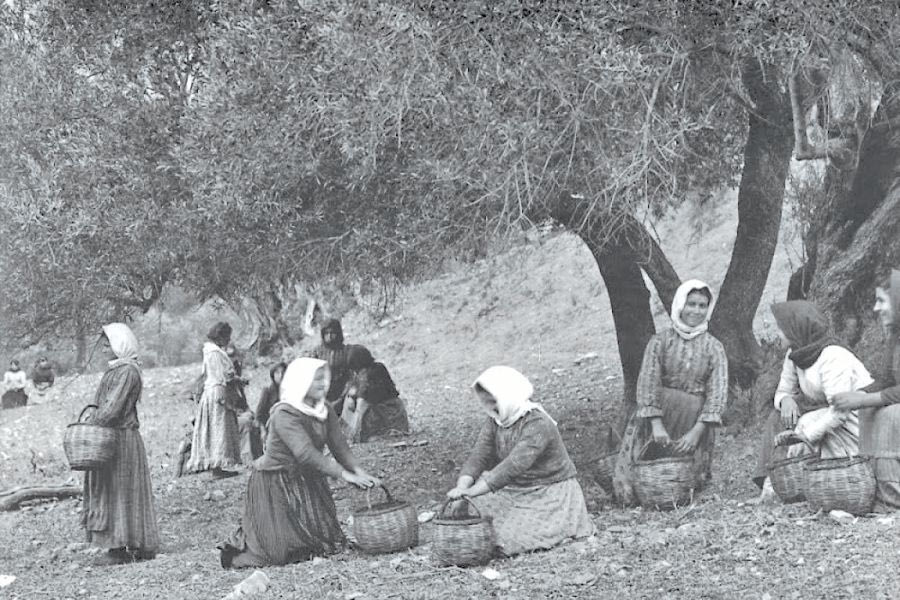 Το μάζεμα της ελιάς