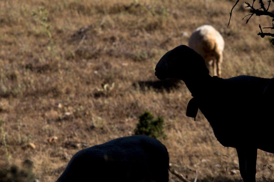 Λασίθι: Έσφαξαν τα αιγοπρόβατα με απίστευτη μανία!