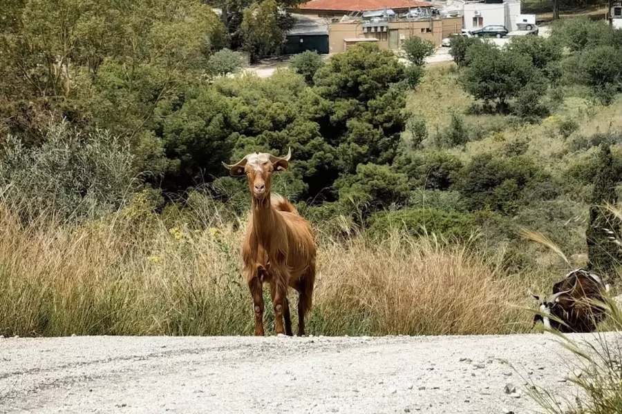 Χανιά: Οδηγός μηχανής τράκαρε με κατσίκα – Μεταφέρθηκε τραυματίας στο νοσοκομείο