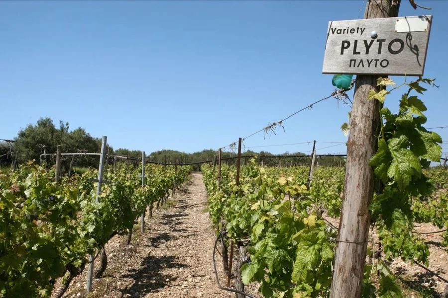 Crete Hosts Europe’s Most Historic Vineyard