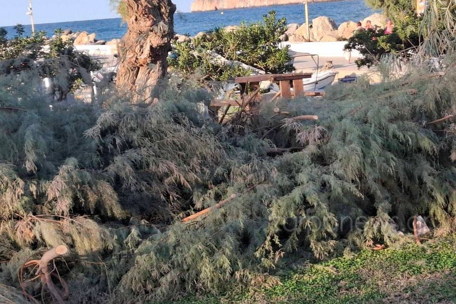 Έκοψαν δέντρα χωρίς να πάρουν άδεια