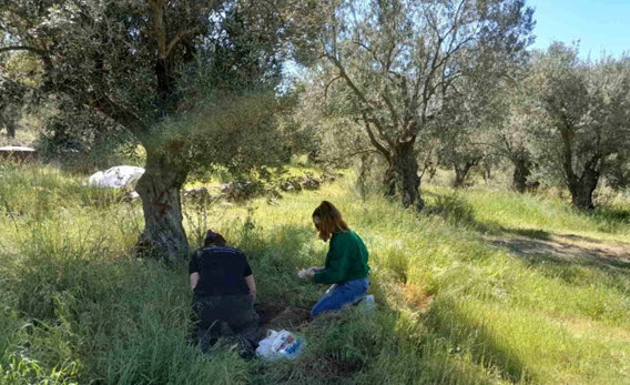 Το μοντέλο της κυκλικής οικονομίας στους ελαιώνες της Κρήτης