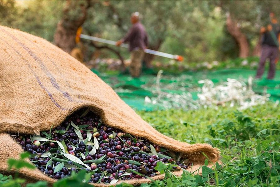 Ηράκλειο: Ξεκίνησε κιόλας η συλλογή του ελαιοκάρπου