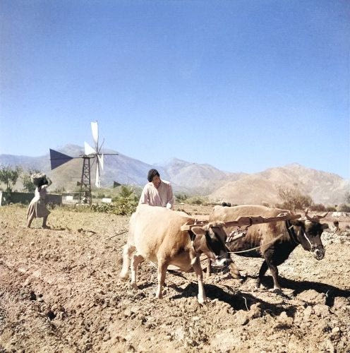 Όργωμα με τα βόδια το 1945