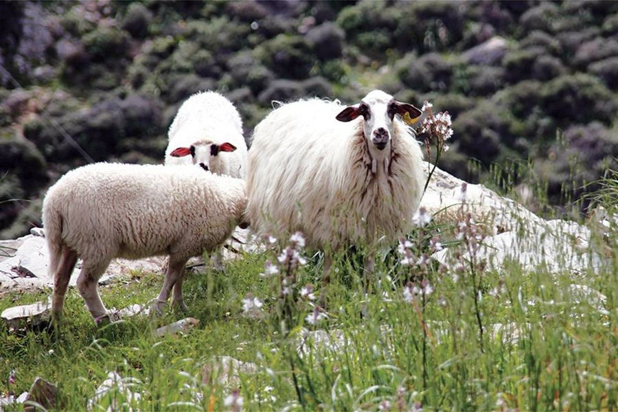 Να ανοίξουν τα σφαγεία και να αρθεί η απαγόρευση των μετακινήσεων αιγοπροβάτων ζητάει ο Στ. Αρναουτάκης