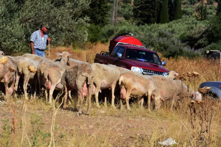 Ευλογιά των προβάτων: Κλείνουν τα σφαγεία