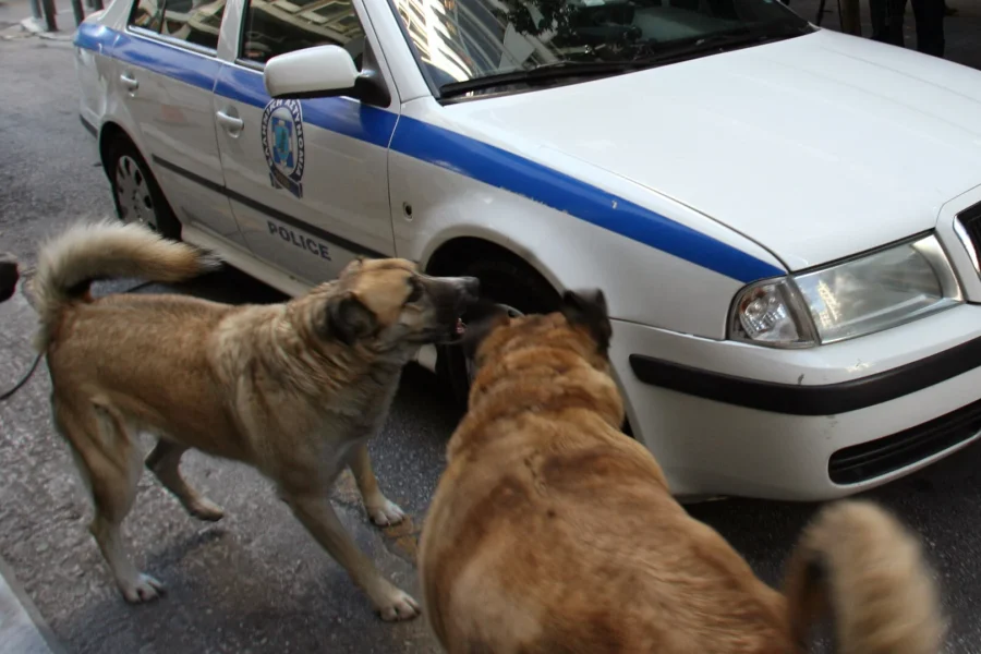 Αγέλη αδέσποτων σκύλων επιτέθηκε και δάγκωσε 5χρονο στον Βόλο