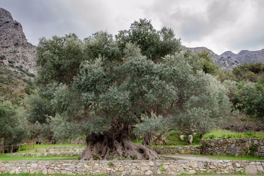 Οι ελαιώνες της Κρήτης ως εναλλακτική μορφή τουρισμού