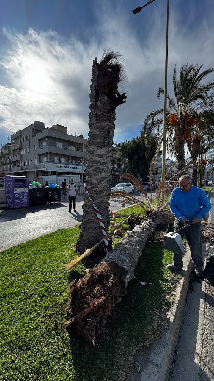 Hράκλειο: Έπεσε φοίνικας στην 62 Μαρτύρων!