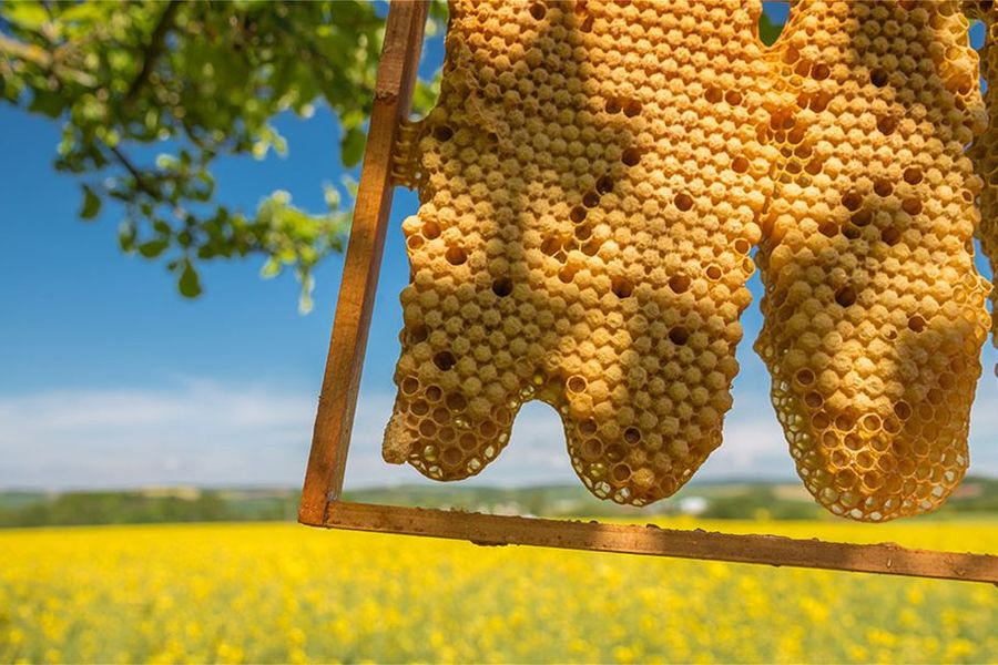 Ποιος είναι ο στρατηγικός σχεδιασμός της Κυβέρνησης για την ενίσχυση της ανθεκτικότητας του μελισσοκομικού κλάδου στην Ελλάδα;