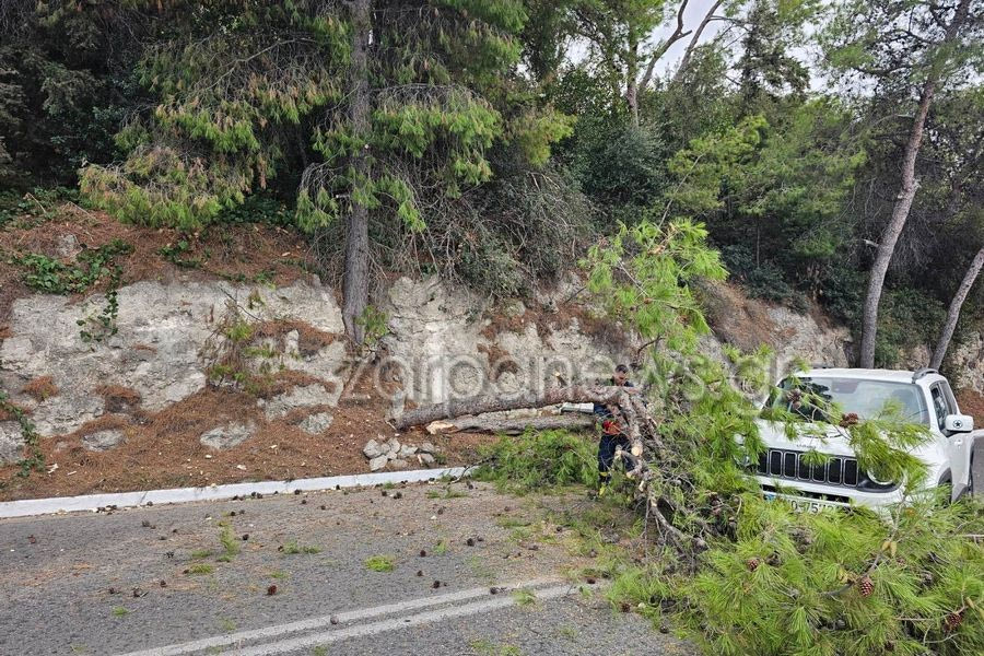 Έπεσε το δέντρο, ακολούθησε κυκλοφοριακό ”κομφούζιο”