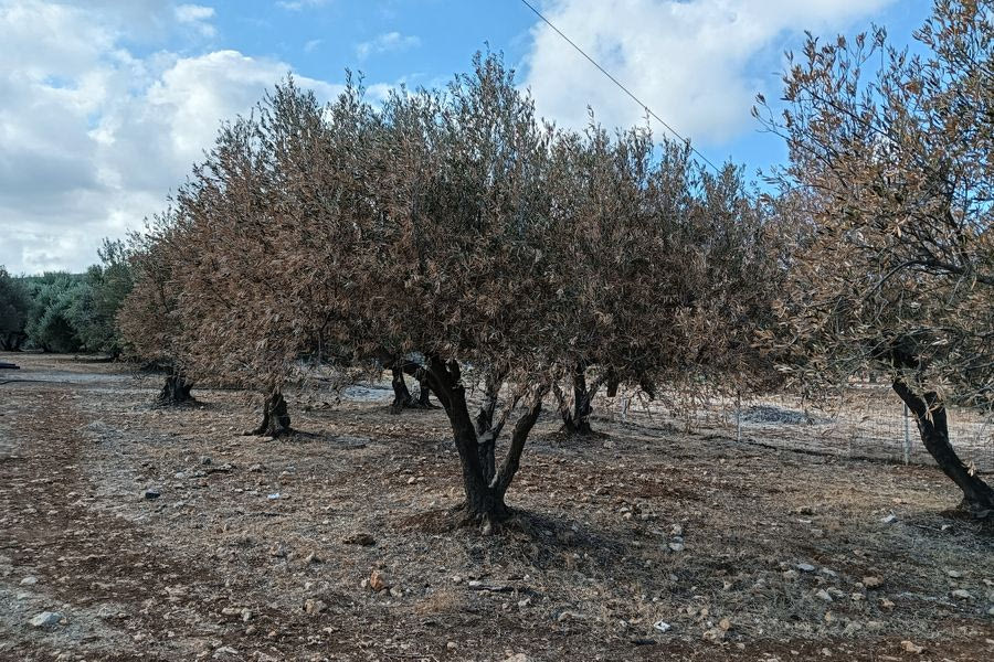 Πρωτόγνωρη η ξηρασία σε χιλιάδες ελαιόδεντρα – Τι έδειξε η αυτοψία της Περιφέρειας