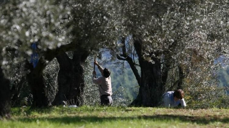 Ψάχνουν και δεν βρίσκουν εργατικά χέρια για τις ελιές – Αυξήθηκαν κατά 60% τα μεροκάματα