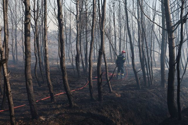 WWF: 500.000 στρέμματα καμένων εκτάσεων την αντιπυρική περίοδο 2024