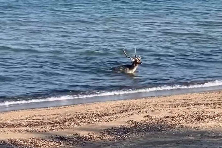 Ένα ελάφι απολαμβάνει το μπάνιο του στην Λήμνο