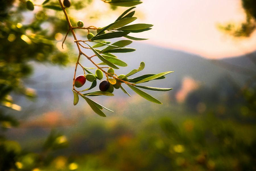 Στη δίνη της ξηρασίας το ελαιόλαδο στην Κρήτη: “Φέτος, θέλουμε 10 κιλά ελιές για να βγάλουμε 1 κιλό λάδι”