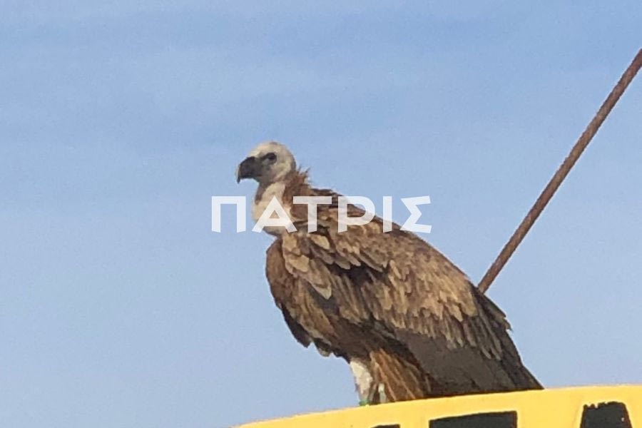 Ηράκλειο: Λιμενικοί περιέθαλψαν τραυματισμένο όρνεο