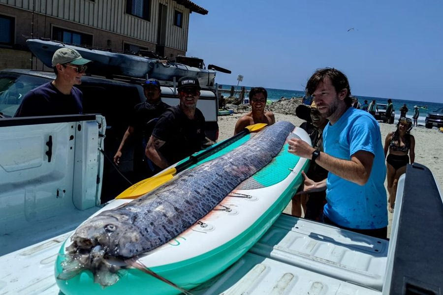 Το ψάρι που “προκάλεσε” τον σεισμό 7 ρίχτερ στην Καλιφόρνια